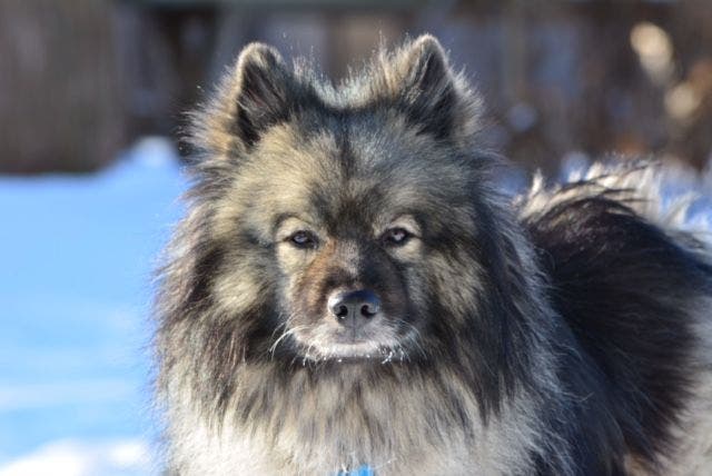 Pet Sitting/Dog Walking