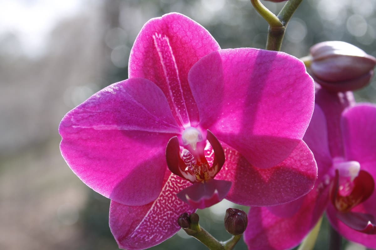 Sacred Tao Acupuncture