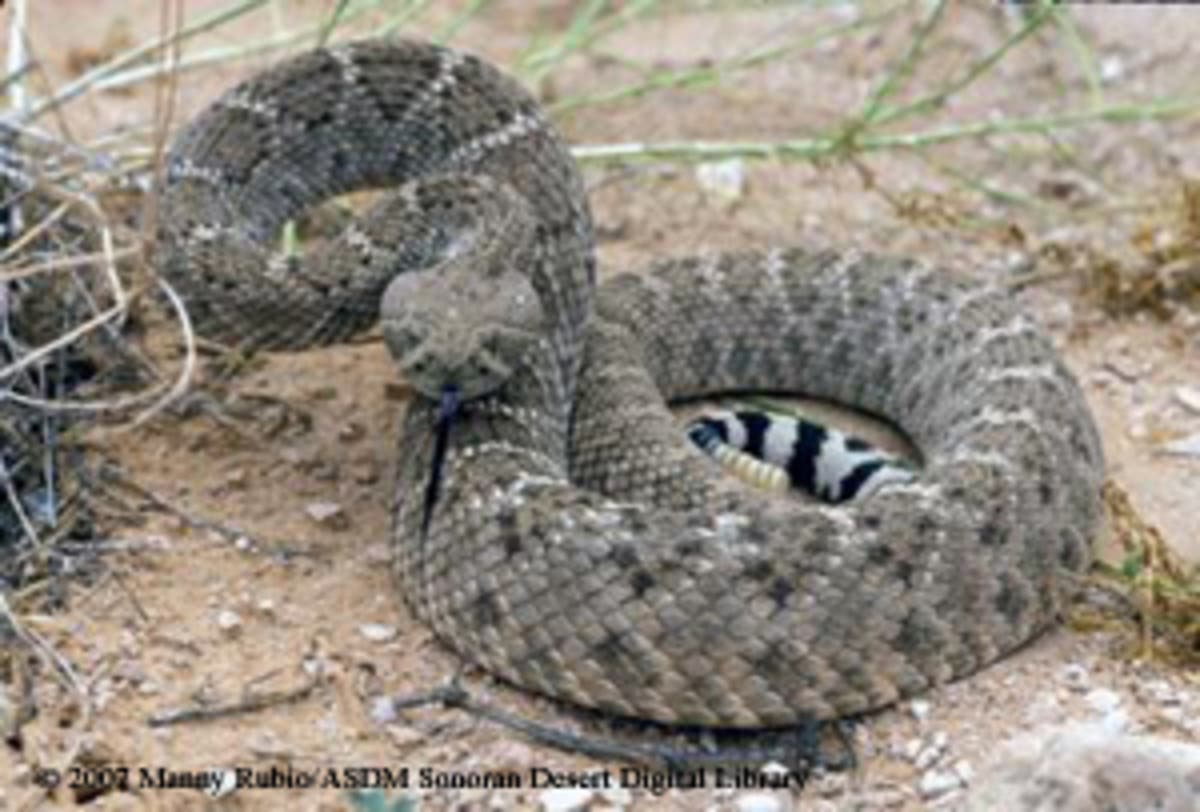 Rattlesnake Avoidance Training for Dogs