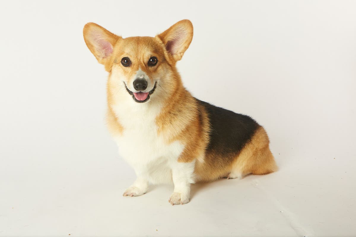 chompers the corgi