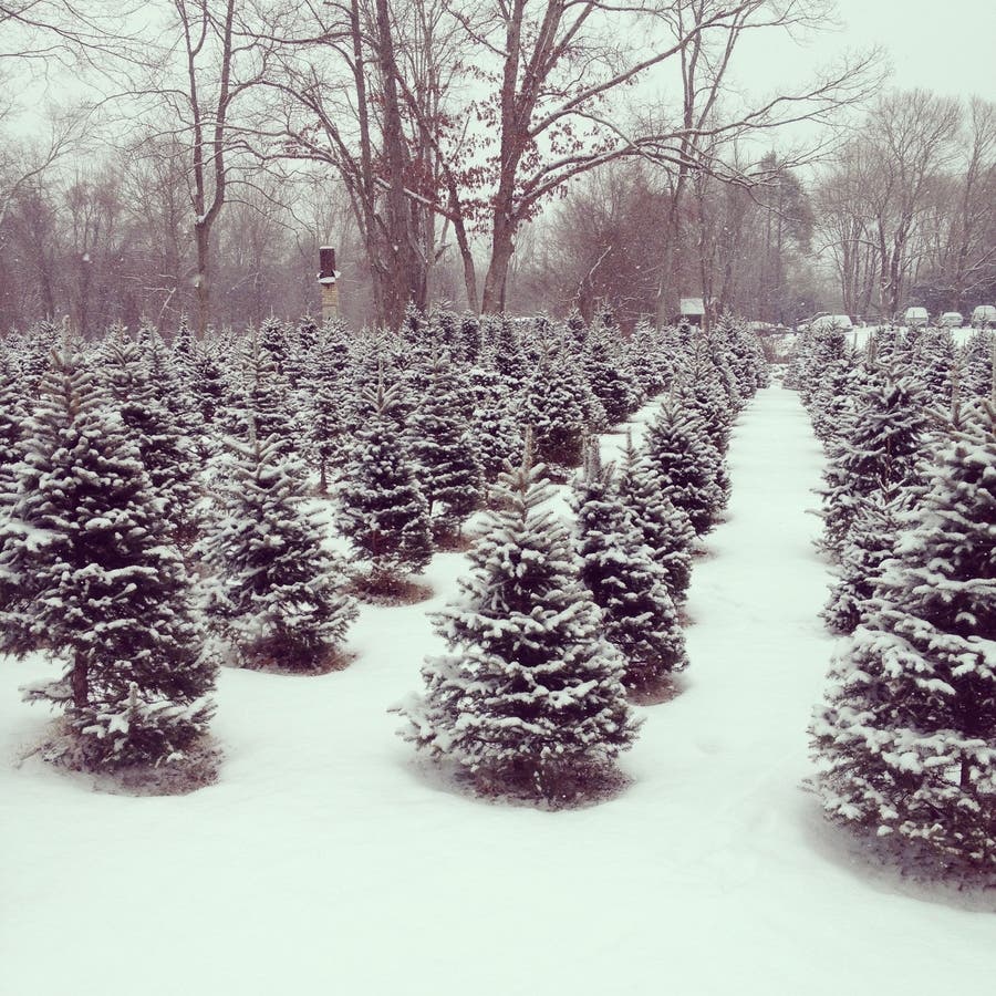 Sabia Tree Farm