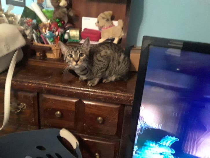Lost kitten Phoenixville, PA Patch