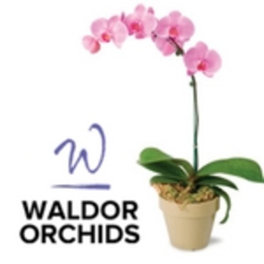 Waldor Orchids