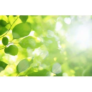 trees_and_leaves_air_shutterstock_197122