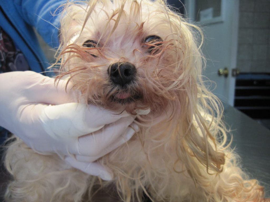Police: Woman Charged With Animal Cruelty Had Operated Puppy Mill In ...