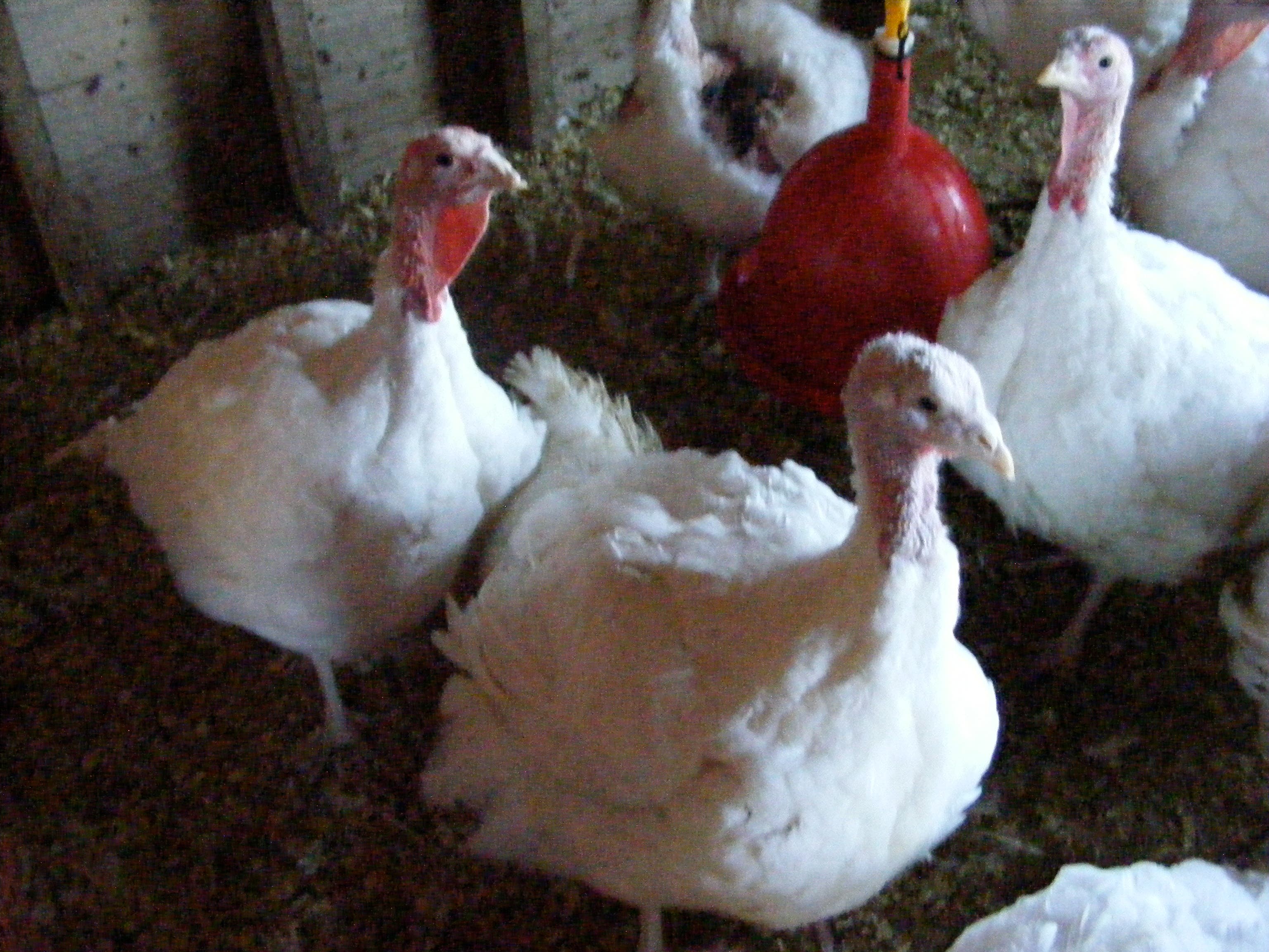 From Stonington To The White House: Turkeys | Stonington, CT Patch