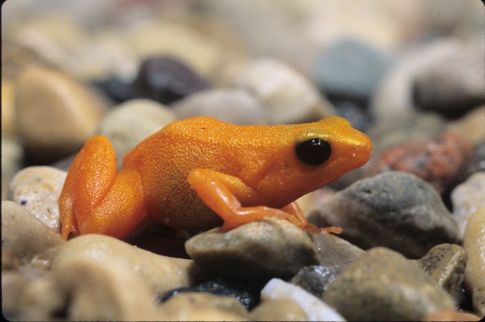 Amphibians hop into the Shedd Aquarium with a limited run exhibition