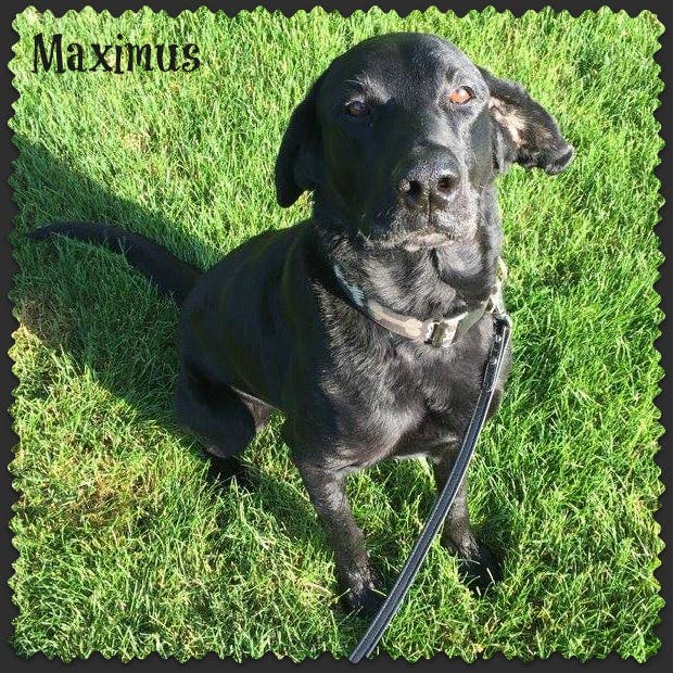 Meet Maximus!!! | Geneva, IL Patch