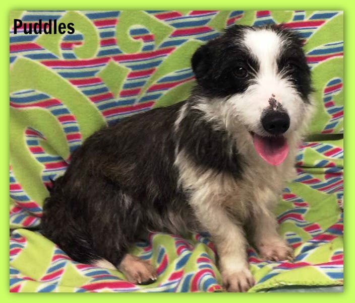 shih tzu rescue homer glen il