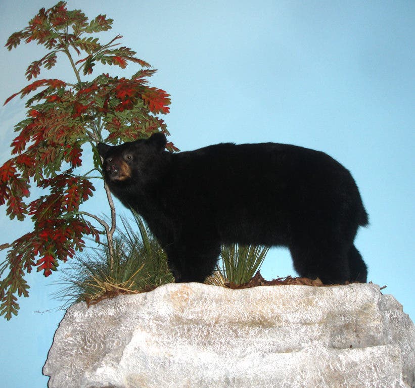 7 Creatures You Don T Want To See At Your Bird Feeder Fenton Mo