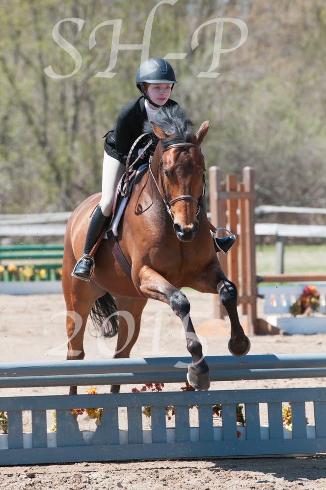 Local Horse Show Photos Attleboro, MA Patch
