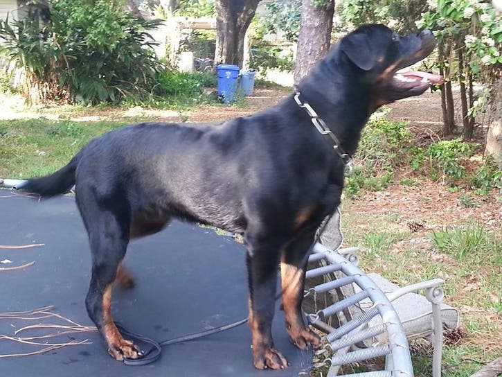 Video Raw Footage Of Dog Being Shot By Pasco County Deputy Land O