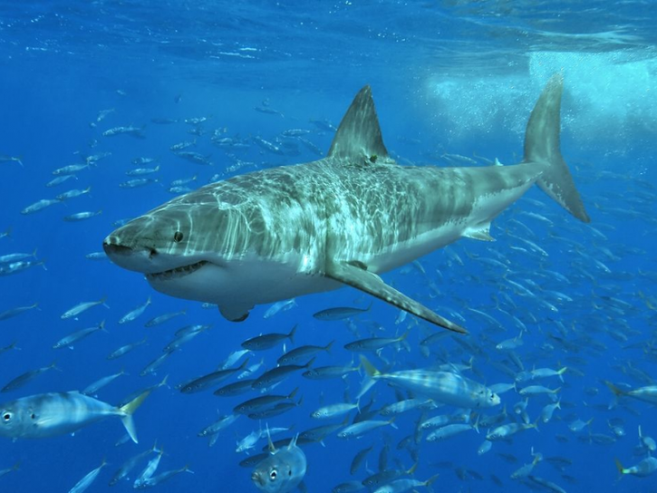 Great White Attacks Boat A 10K Rug Kroger Coming To Florida Brandon FL Patch