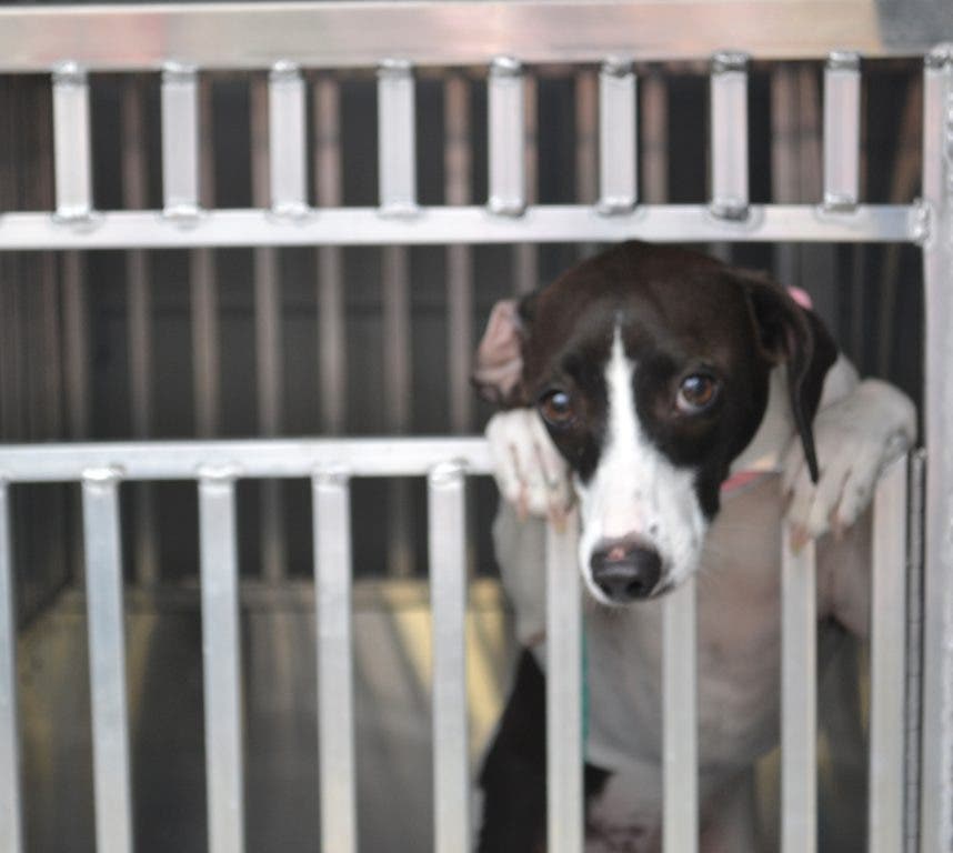 How can I help in an animal neglect situation? | Rochester, MI Patch