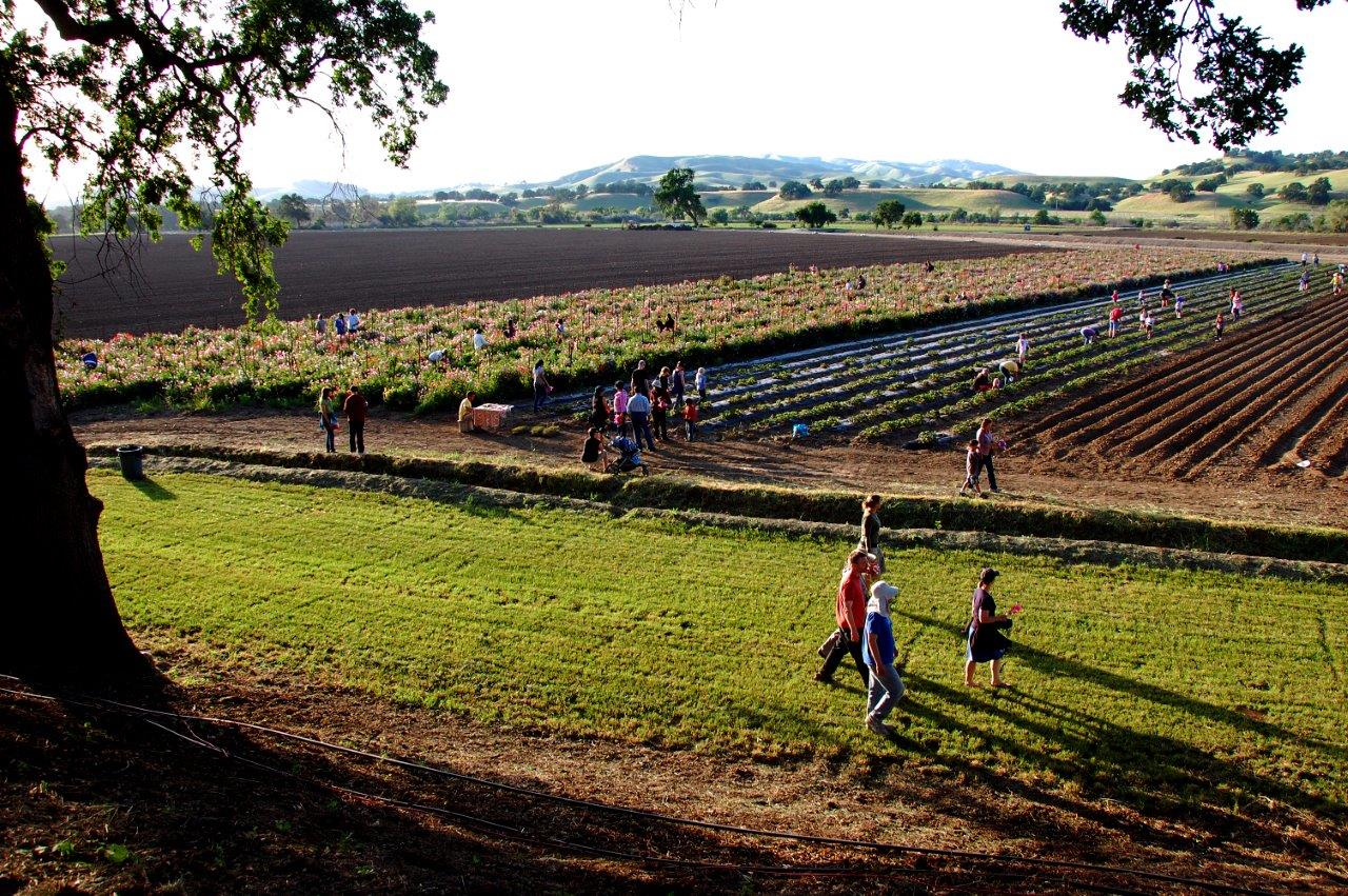 Capay Valley Farm Tour | Davis, CA Patch