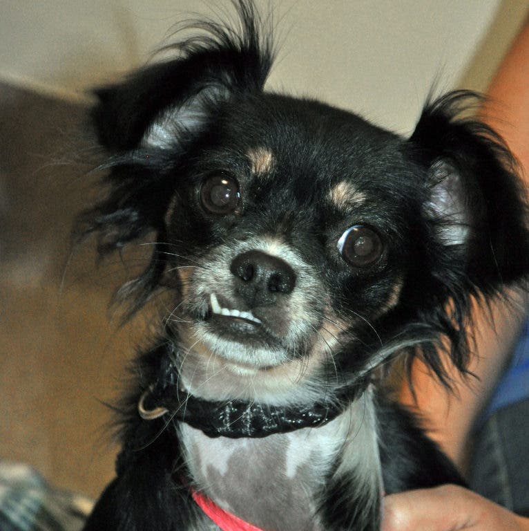 Find Low Cost Pet Vaccination Clinics Near You Murrieta CA Patch