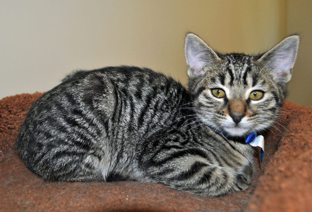 Find LowCost Pet Vaccination Clinics Near You Murrieta, CA Patch