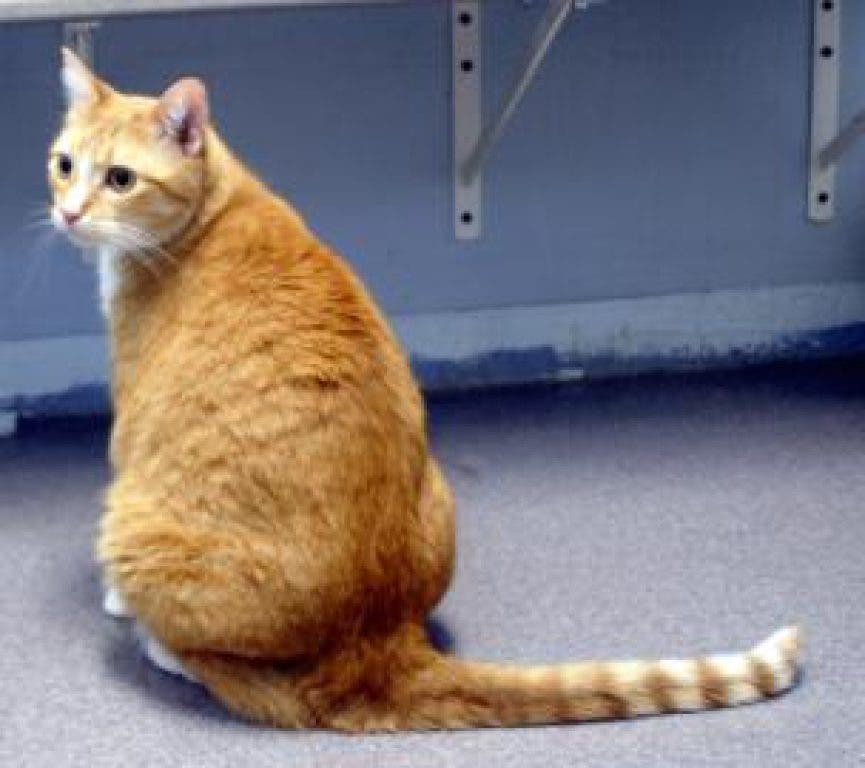 https://patch.com/img/cdn/users/1178172/2012/03/raw/a710153d71fdb06e55487775325ceb44.jpg