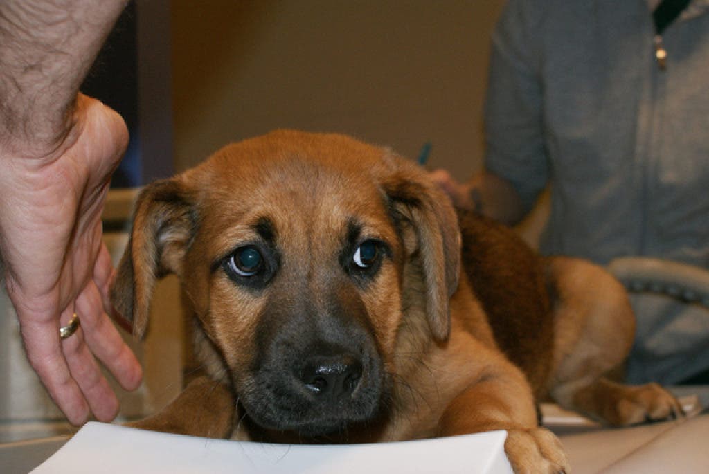 Nearly 50 Puppies Make Their Way to Humane Society in Saukville Port