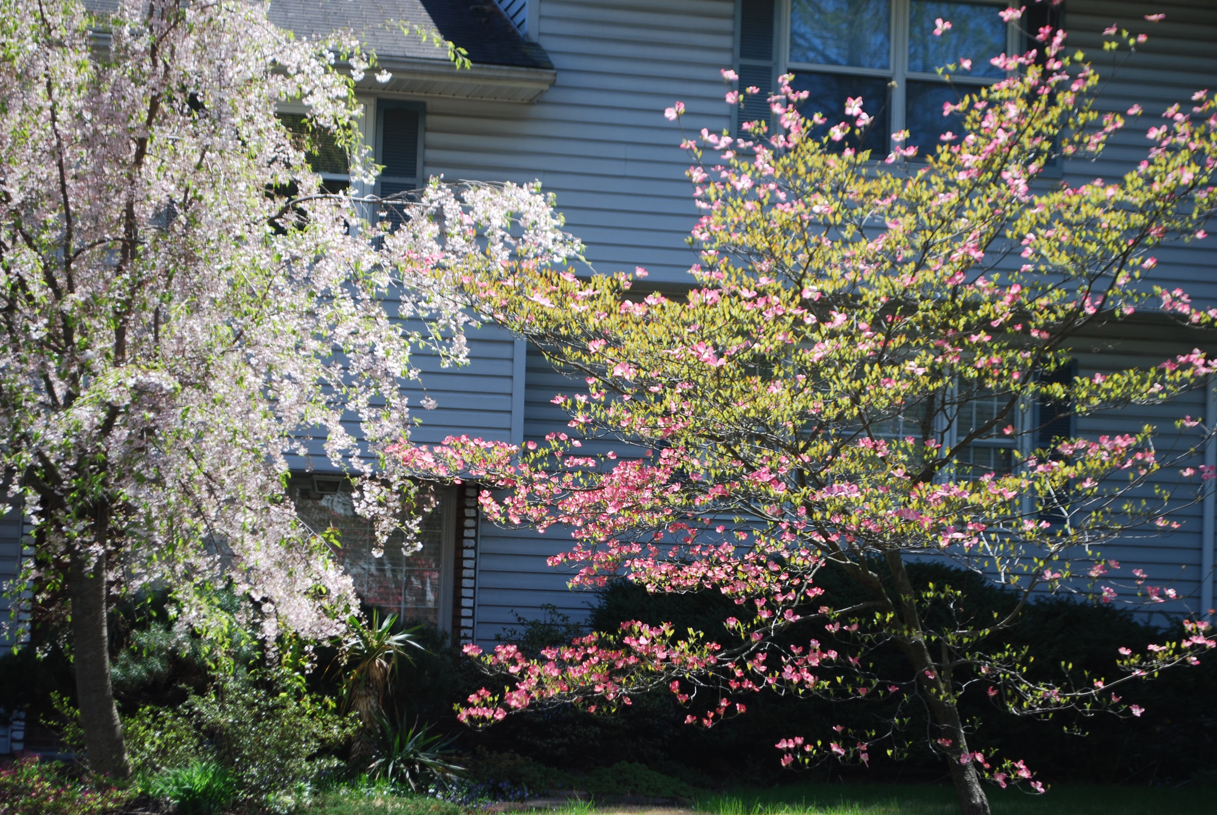Scotch PlainsFanwood in Photos Spring Blossoms Scotch Plains, NJ Patch