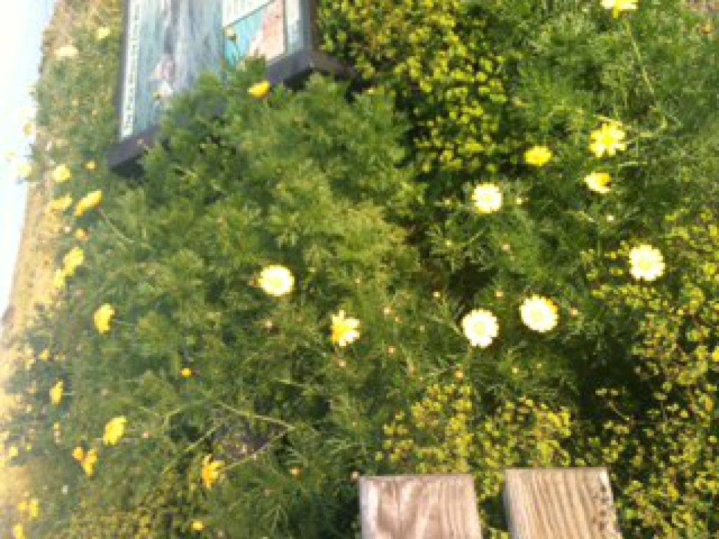 Dume Daisies