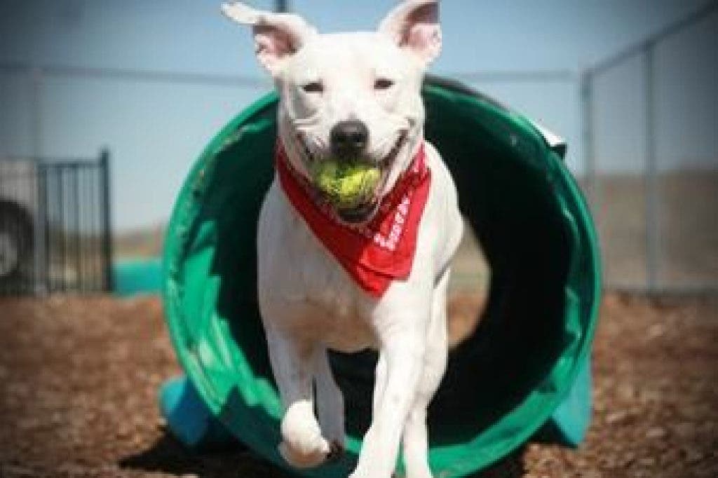 Dogs To Adopt At Ozaukee Humane Society Port Washington WI Patch dogs-to-adopt-at-ozaukee-humane-society-port-washington-wi-patch
