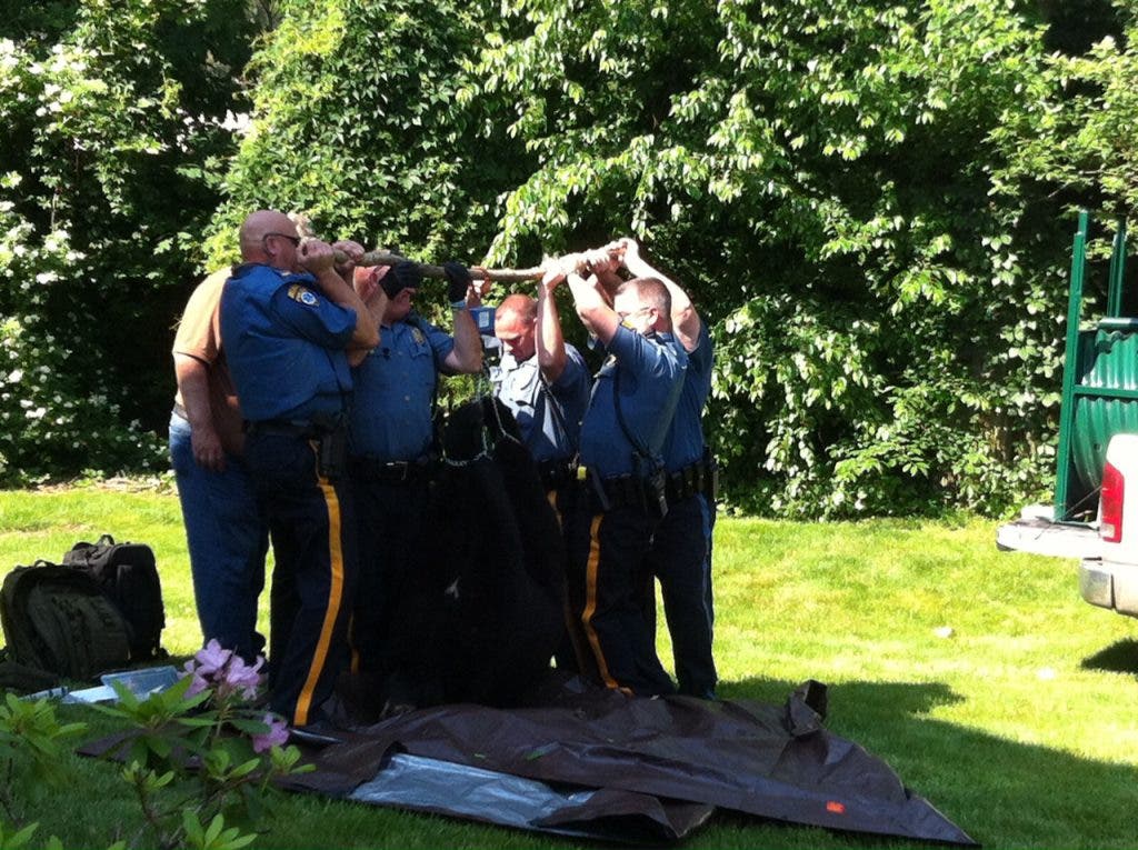 Farewell, Bear: Burlington County Bear Tranquilized