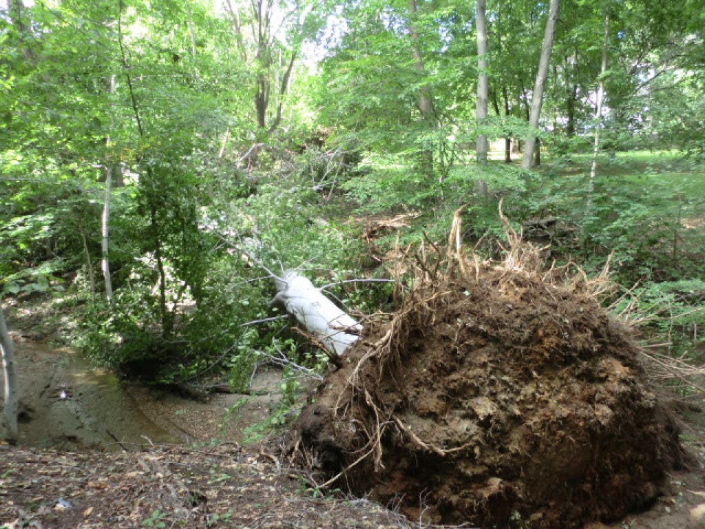 A Mighty Tree Falls in Holmdel | Holmdel, NJ Patch