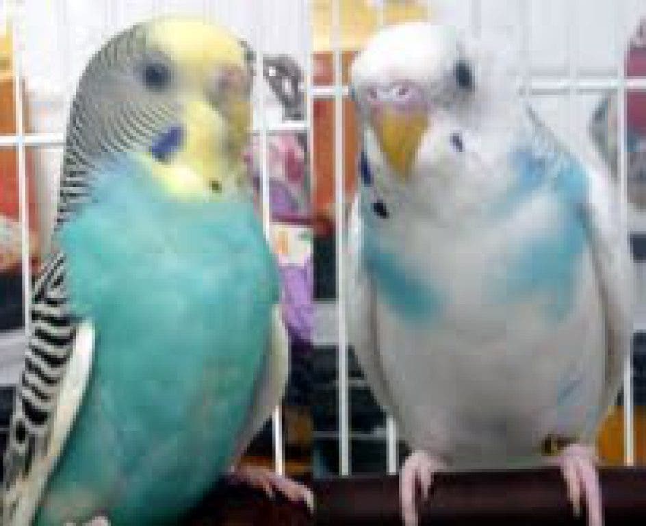 Meet Isabella, Chicago, Daisy & Luigi at the Humane Society of Harford County