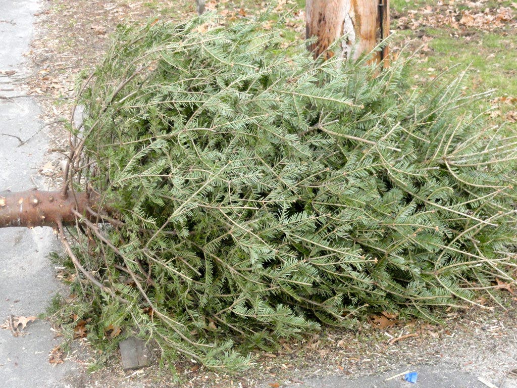 Cinnaminson Christmas Trees Could Help Rebuild Jersey Shore