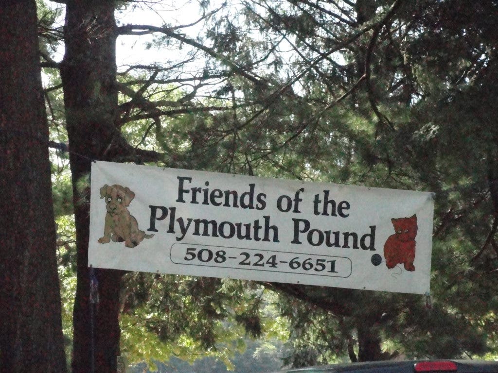 PHOTOS Friends of the Plymouth Pound Dog Walk Plymouth, MA Patch