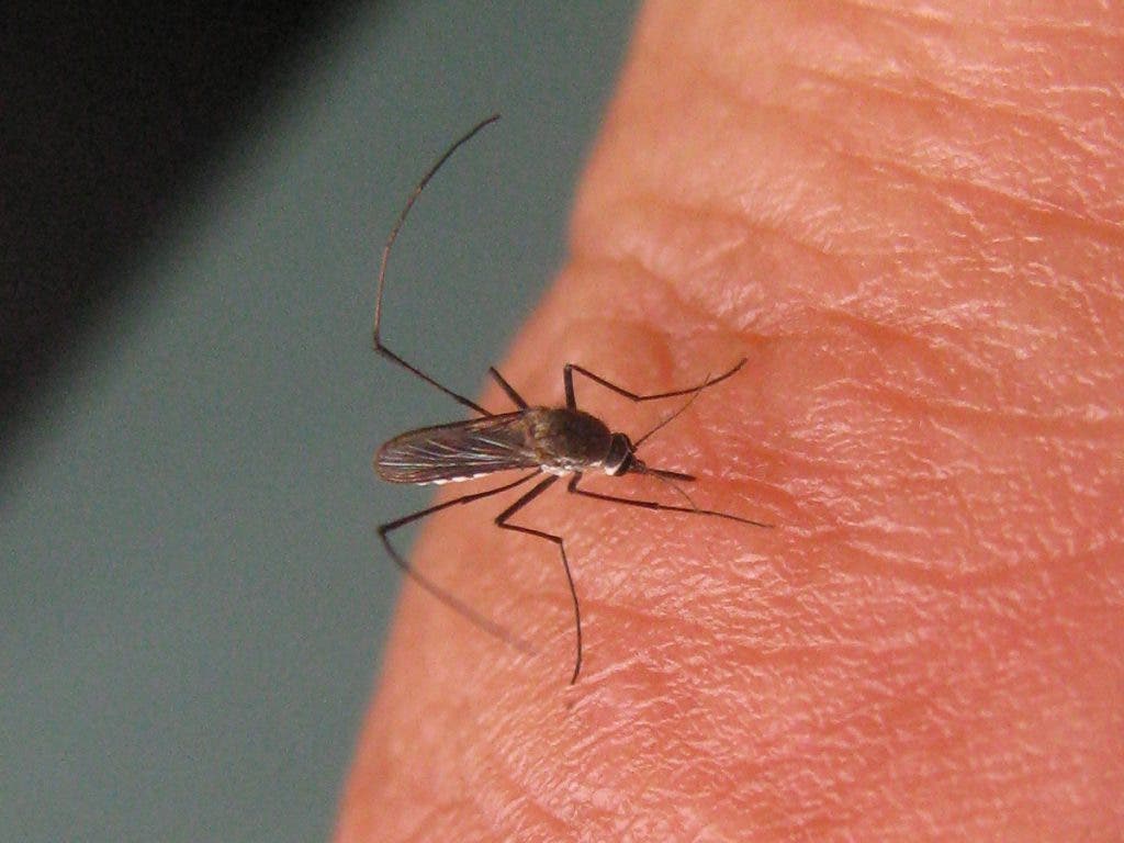 Facts About Mosquitoes and Their Bites Westwood, NJ Patch