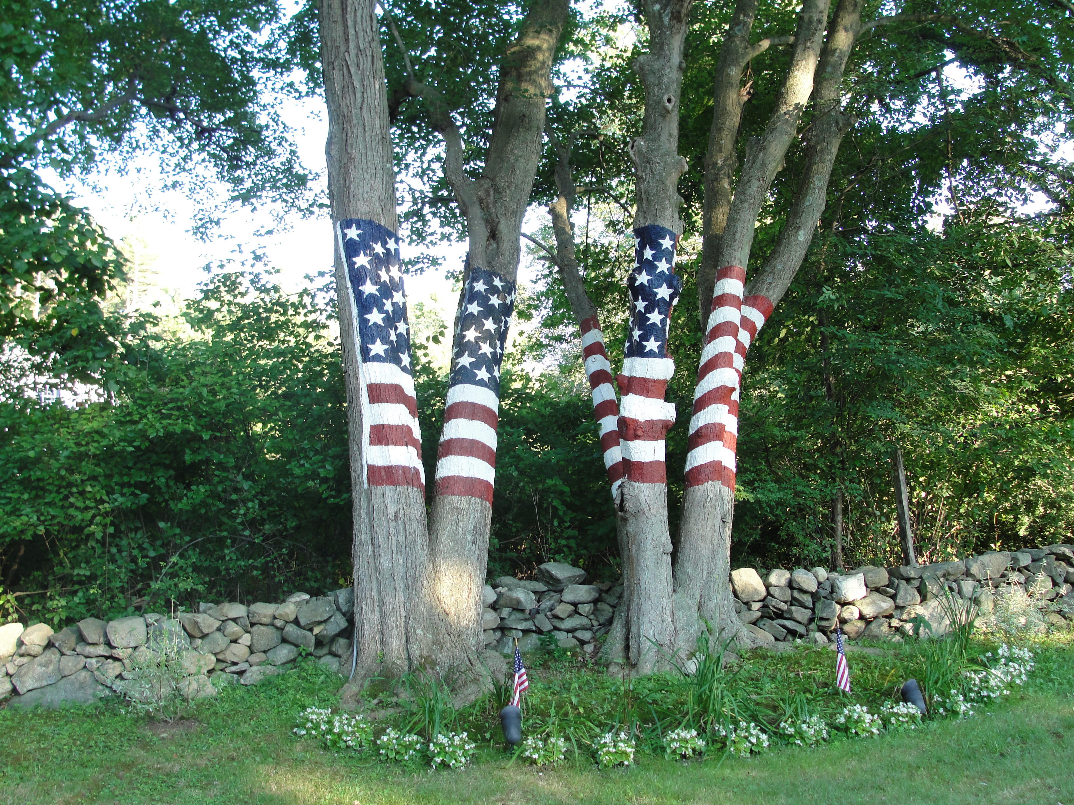 Flagging Trees Row Retired Floor Broker Seeks to Preserve Flag Trees | Newtown, CT Patch