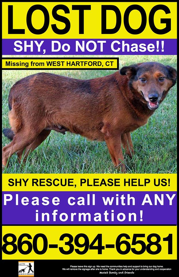 Lost Dog in West Hartford | West Hartford, CT Patch
