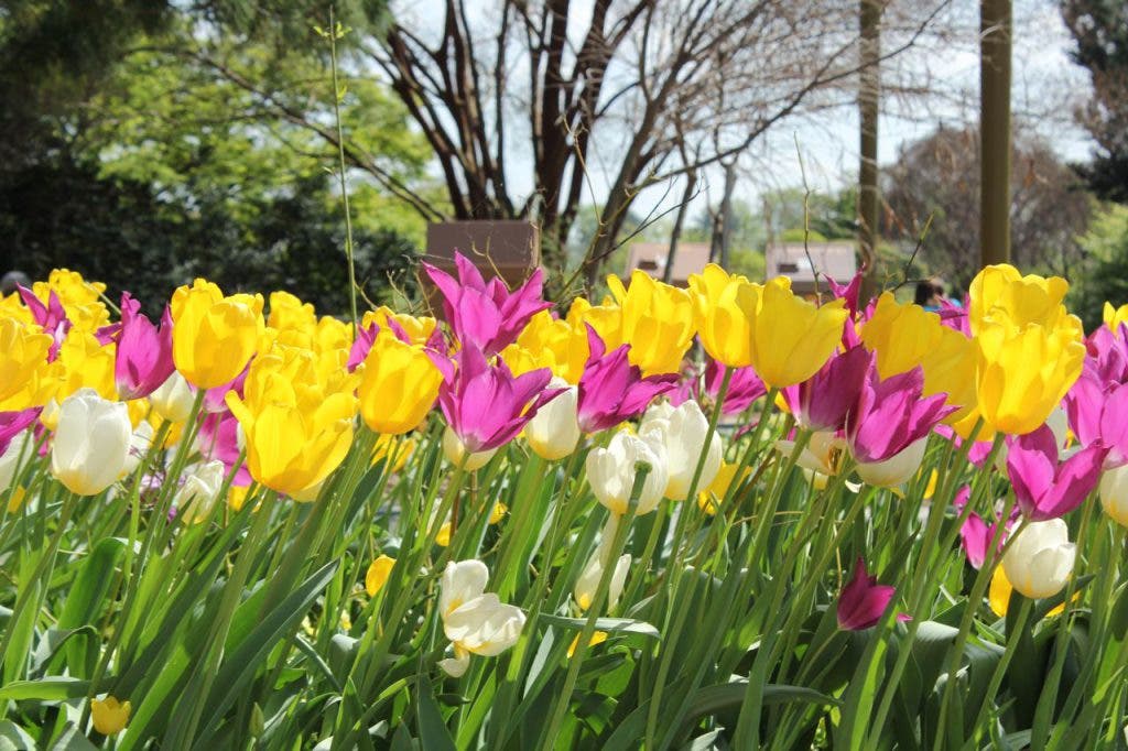Mother's Day: Fun Facts