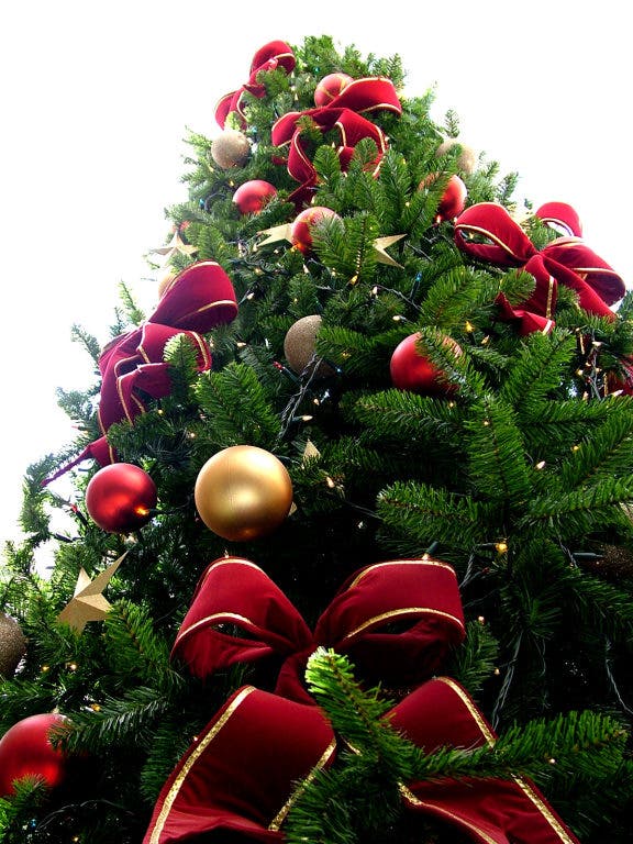 Patch Picks Where To Get Christmas Trees Collingswood Nj Patch