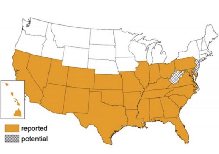6 Facts About 'Deadly Kissing Bugs' Found in California Pleasanton
