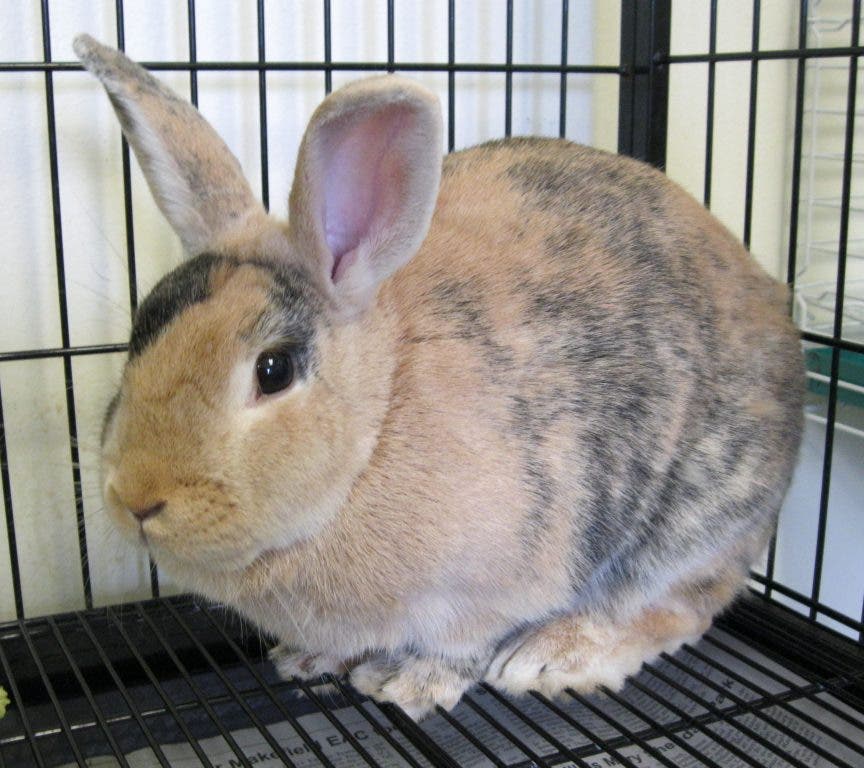 Meet Fantasia - She's Full of Bunny Love | Warminster, PA Patch