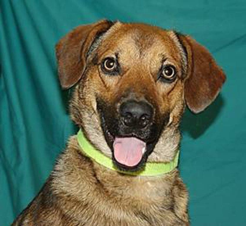 Bideawee Pet of the Week: Scout | Westhampton, NY Patch