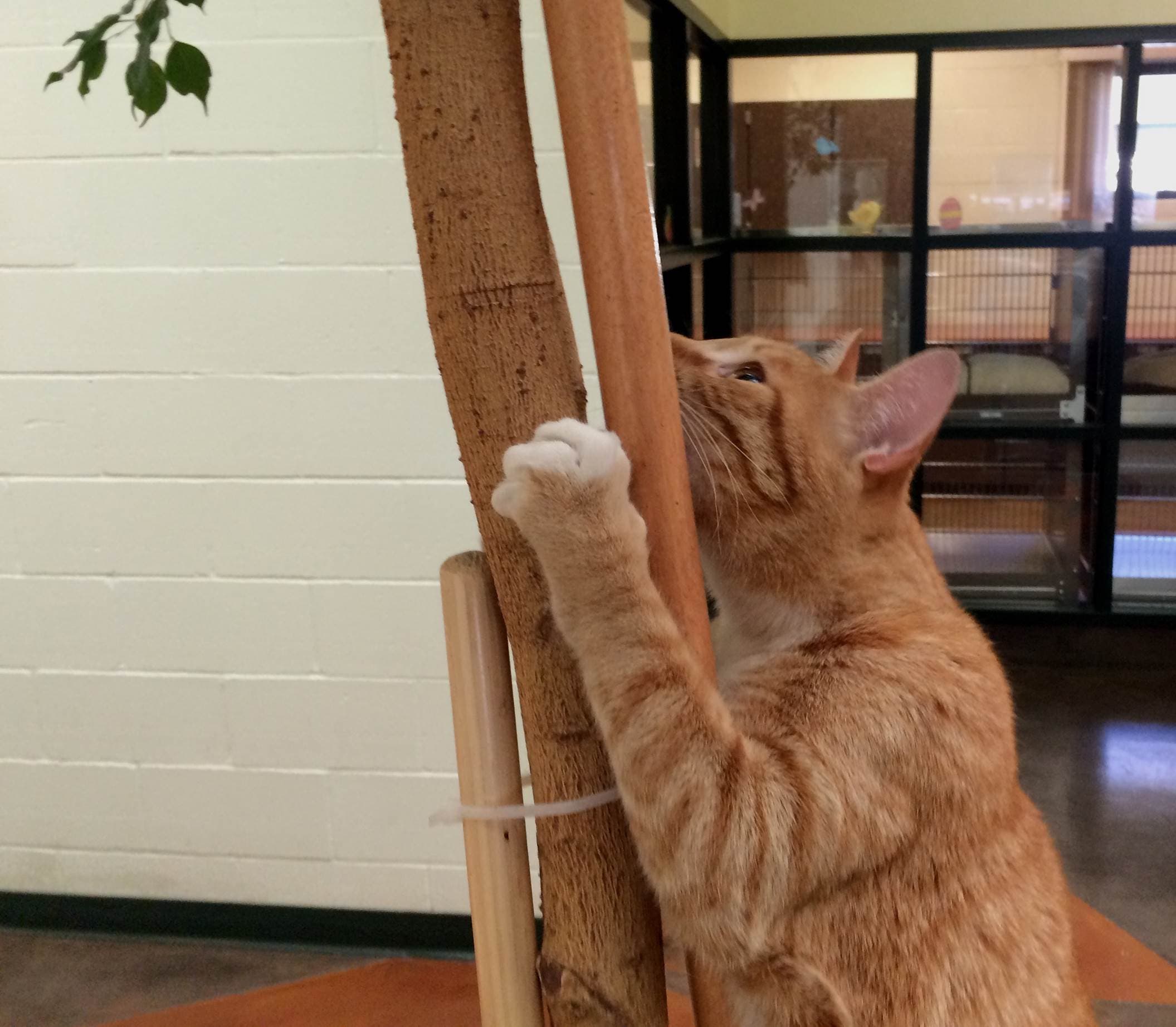 Kevin The Stowaway Cat Found Two Years Later 2 000 Miles From Home 