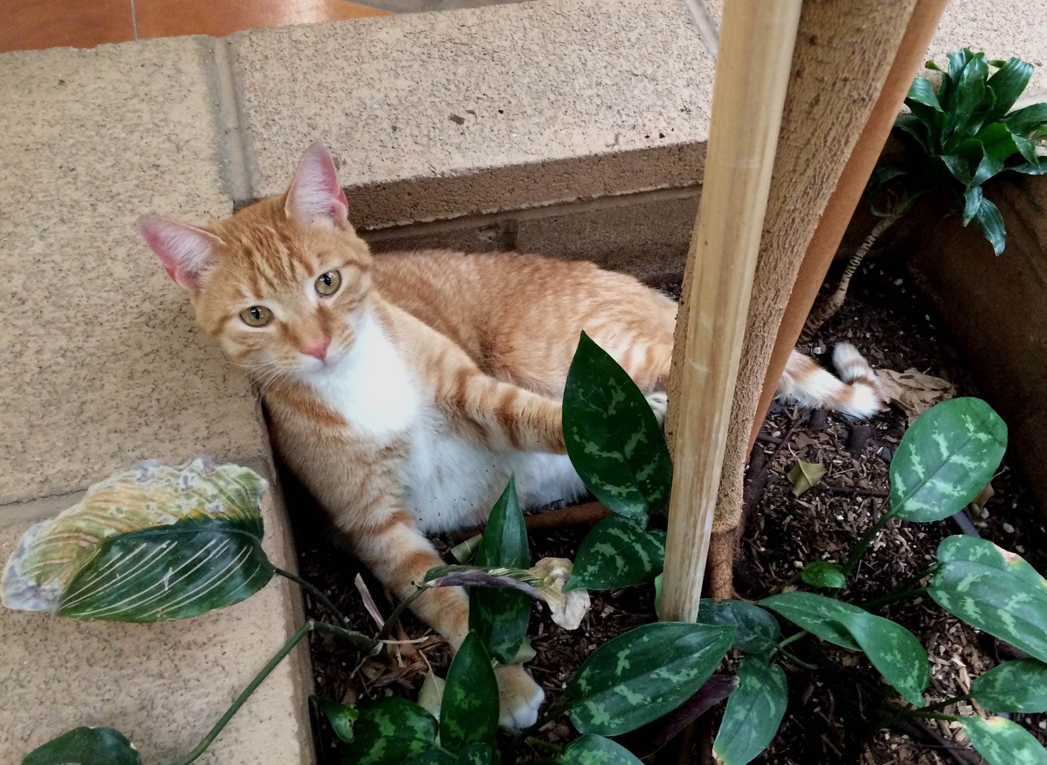 Kevin The Stowaway Cat Found Two Years Later 2 000 Miles From Home 