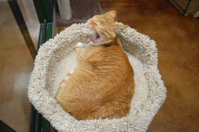 Kevin The Stowaway Cat Found Two Years Later 2 000 Miles From Home 