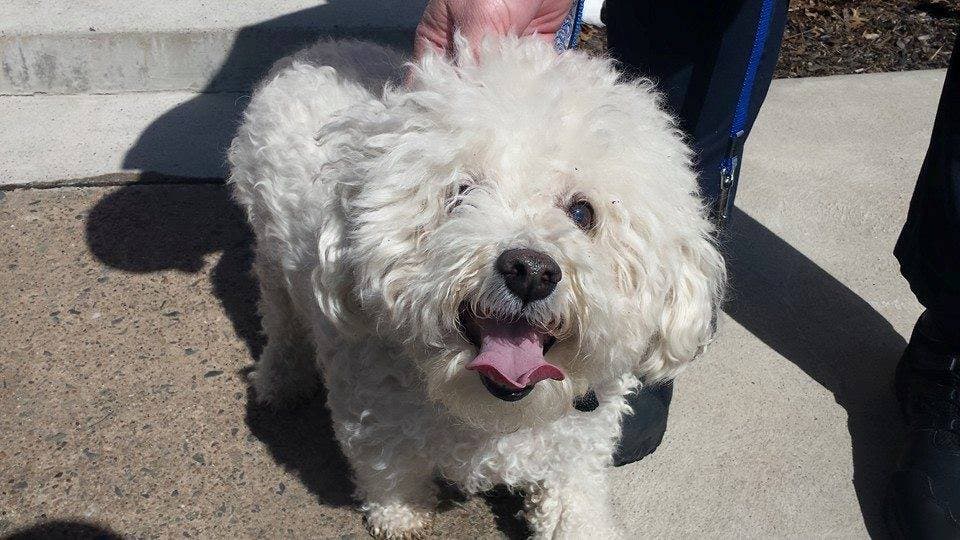 Dog Found In Lansdale Is She Yours? Montgomeryville, PA Patch