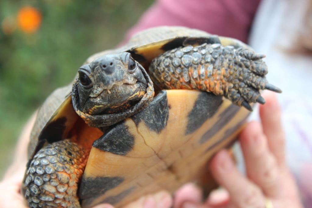 For Malibu Couple, Rescuing Tortoises a Way of Life | Malibu, CA Patch
