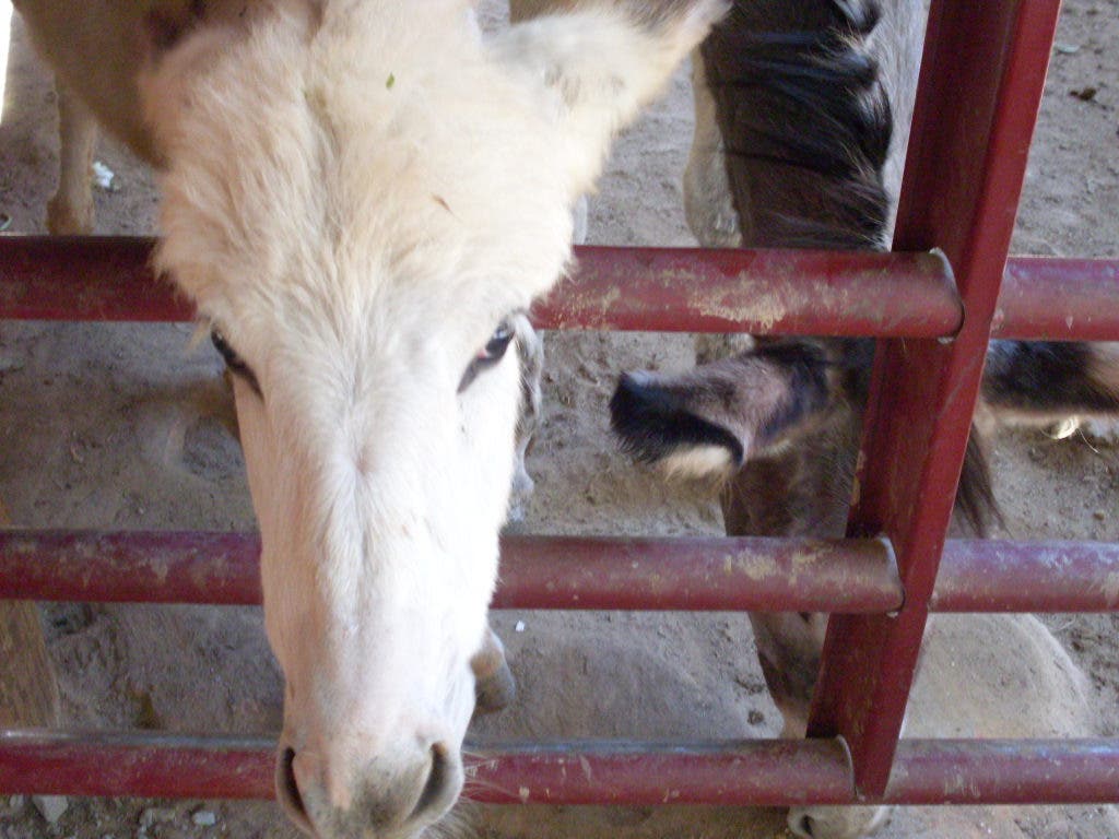 In Pictures: Yellow River Game Ranch Celebrates 50 Years | Lilburn, GA ...