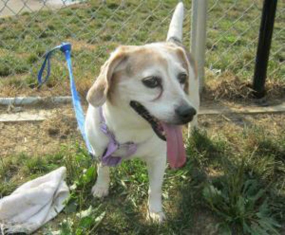 Patch Pets: Meet Midge