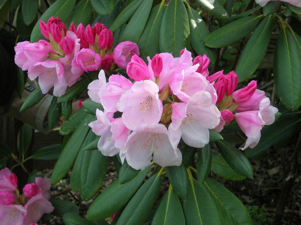 Rhododendrons of Central Pennsylvania: A Lecture at Jenkins Arboretum |  Tredyffrin, PA Patch