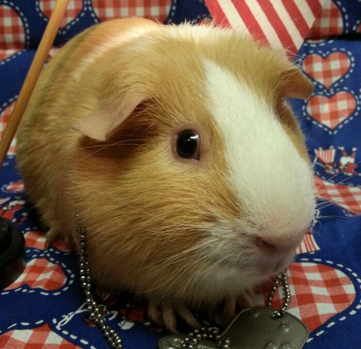 GUINEA PIG ADOPTION EVENT!!! Glenview, IL Patch