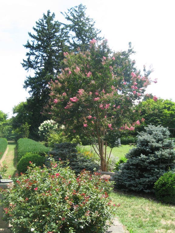 Microclimates Planting Beyond Your Hardiness Zone Falmouth, MA Patch