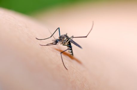 How to Prepare for West Nile Season in Waukesha County